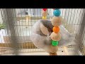 モフ玉状態ですやすや眠る文鳥よもぎ　癒し動物　面白い動物　java sparrow