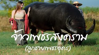 จ้าวเพชรสงคราม (ลูกชายเพชรอุดร)สูง 168 ลำตัวยาว เที่ยวฟาร์มสิงห์คำเลาะฟาร์ม #ควายไทย100ล้าน