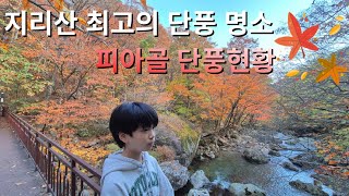 지리산 최고의 단풍명소 피아골 단풍 현황 ㅣ 지리산 피아골 단풍코스 ㅣ 지리산 피아골 등산코스