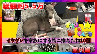 約55000円！！【イタグレの散歩デビュー前】の室内での必要なものを紹介します！