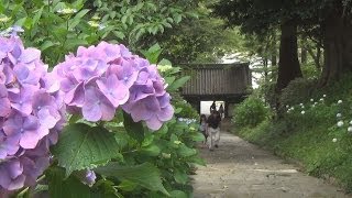 雨引観音でアジサイが見頃