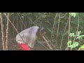 harvesting cassava leaves for animal feed using a traditional parang rural farming life in action