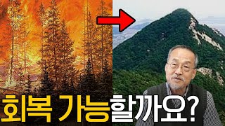 불 탄 산이 회복되려면 NN년이 걸린다? 산불에 대해서! / 전지적 관찰자 시점, 최재천