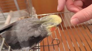 オカメインコを撫でる