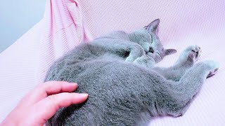 【猫動画】ソファーを独り占めしたいロシアンブルー【russianbule】Russian blue who wants to monopolize the sofa