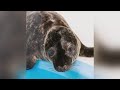 National Aquarium Set To Release 2 Rescue Seals