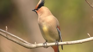 ヒレンジャク －Japanese Waxwing（Bombycilla japonica ）