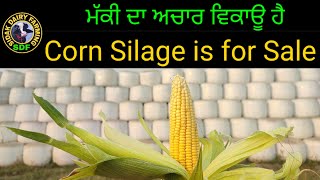 Silage for sale, ਦਾਣਿਆਂ ਨਾਲ ਭਰਪੂਰ ਸਾਈਲੇਜ ਤਿਆਰ ਹੈ ਵਰਤਣ ਲਈ, ਨਵਾਂ ਸਾਈਲੇਜ ਭਾਵੇਂ ਕੋਲ ਖੜ ਕੇ ਪੈਕ ਕਰਾ ਲਵੋ,