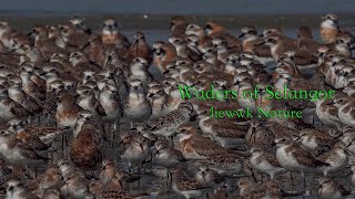 Waders of Pantai Jeram, Selangor, Malaysia  | liewwk Nature