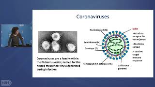 Coronavirus Activation and Antagonism of Interferon Signaling Pathways: from MHV to SARS-CoV-2