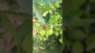 cherries 🍒🍒 fruit 🍒🍒satisfying#fruit#short