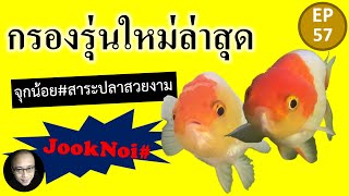 วัสดุกรองลูกบอล 5 สี แบรนด์โดย Coke Koi Club #จุกน้อย EP53 #ปลาทอง #goldfish #shorts EP57