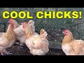 KEEPING CHICKENS COOL IN SUMMER