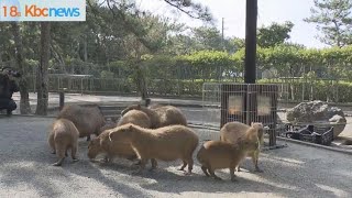 福岡市の海の中道海浜公園で動物たちの寒さ対策