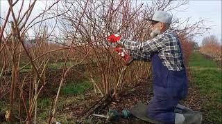 Bluecrop cięcie  w  2025r ,  4 rząd borówka  sadzona w 2003r ,bez torfu i kory