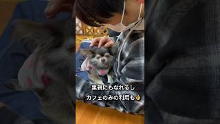 【長居駅から徒歩1分】大の犬好きが見つけた毎週通いたくなる保護犬たちと出会えるカフェ#保護犬 #保護犬カフェ #柴犬