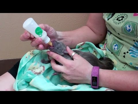 How to take care of newborn puppies How to take care of newborn puppies