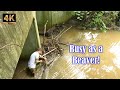 Unclogging a large Culvert blocked by a partial Beaver Dam