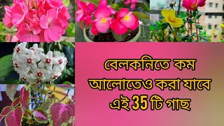 বেলকনিতে রোদ কম পড়লেও যে গাছগুলো করা যায়/কম আলোতে করা যায় এমন 35টি গাছের নাম ছবি/low light plants