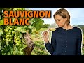 Wine Grapes 101: SAUVIGNON BLANC