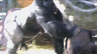 Momotaro gets angry-Mom's punch to protect Gentaro [Kyoto City Zoo]