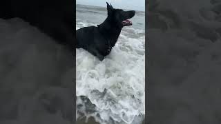 The sea is wild but I love it!🏝️🐶🐾#germanshepherd#shepherd#black#Shiva#dog#beach#sea#swim