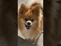 help this little pup reach 1k today🥹🐶🩷 viralvideo shorts pomchi