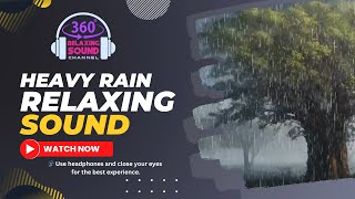 360 Audio Sound of Giant Tree Amidst Heavy Rain in the Heart of the Forest 🌳🌧️