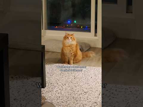 Cows Evolving To Be Small Cattle Seedworld Housepetscare