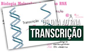 Biologia: Transcrição (do DNA ao RNA)