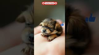 Cute Animal World : The Cutest Tiny Dog You’ll Ever See! #cute #mini #puppy #pets #dog #fyp