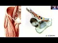 ilioinguinal approach indications and important points dr. keith mayo