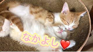 【子猫 マンチカン】ピッタリひっついて寝る仲良し子猫達が可愛いすぎた