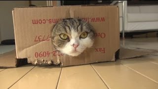 まるです４。-I am Maru 4.-