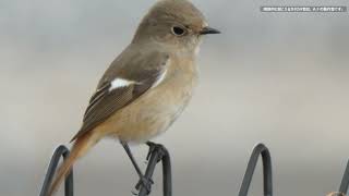 前橋の野鳥　20220301　＠大室公園