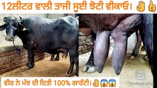 12ਲੀਟਰ ਵਾਲੀ ਤਾਜੀ ਸੂਈ ਝੋਟੀ ਵੀਕਾਓ। #Buffalo for sale/vadiya farm/29-8-22