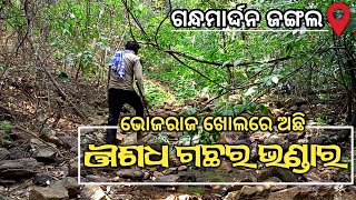 gandh mardan Jungle research (ମହାଦେବ ଖୋଲ ବଥିପଦର ) mahasivratri 2023