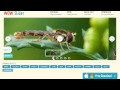 Javascript slideshow - impressive animations!»,