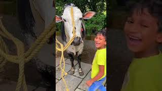 #explorepage #explore #kalapoot #tiktok #bull #shortsvideo #trend #malappuram #viral #cow #kerala