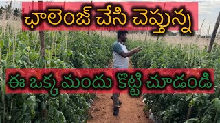 ఈఛాలెంజ్ చేసి చెప్తున్న ఈ ఒక్క మందుతో మీ  పంట రూపు రేఖల్ని మార్చవచ్చు#tamoto 🍅🍅🍅