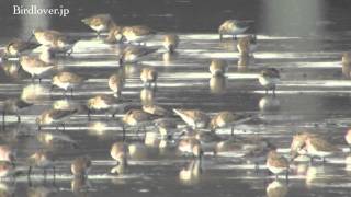 野鳥撮影・ ハマシギの群れ　Dunlin