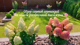 Метельчатые гортензии🌸сорта, характеристики, на каком расстоянии высажены.