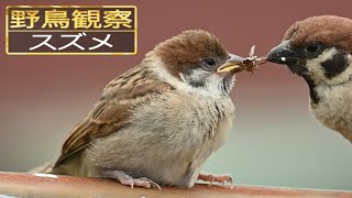 【スローモーションで野鳥観察】スズメ【特別な事は何も起こらない動画】