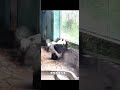 舜舜想出去玩 海南野生動植物園 大熊猫舜舜 shorts