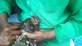 Shikra leg facture/ treatment. /shikra wildlife bird's