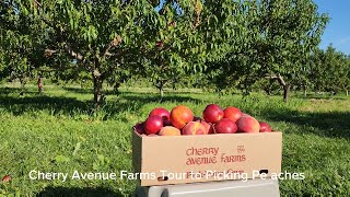 Cherry Avenue Farms Tour to Picking Peaches Niagara falls 4K