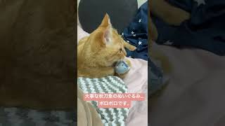 秋刀魚のぬいぐるみ　#保護猫 #cat #猫動画 #にゃん #猫のいる暮らし #猫のいる生活 #猫好きさんと繋がりたい #猫 #子猫 #ねこ #秋刀魚 #さんま #ぬいぐるみ