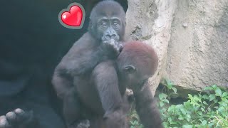 金剛寶寶Ringo要哥哥背他👶🏻🦍💕Baby gorilla Ringo asks his brother to carry him