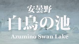 Azumino Swan Lake | 安曇野白鳥の池