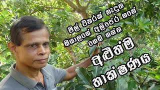 මල් විතරක් හැදුන ඔයාලගේ අලිපේර ගහේ ගෙඩි ගන්න අති සාර්ථක අළුත්ම තාක්ෂණය